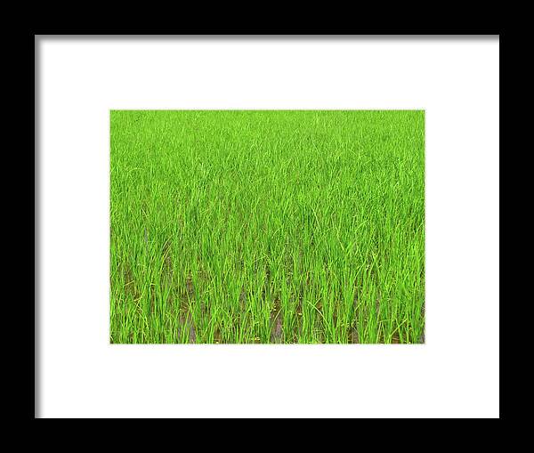 Rice Paddy Framed Print featuring the photograph Green Rice Paddy Field by Mckay Savage