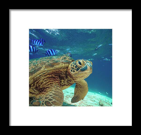 00586423 Framed Print featuring the photograph Green Sea Turtle, Balicasag Island, Philippines by Tim Fitzharris