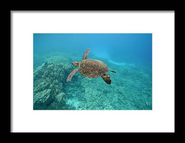 #faatoppicks Framed Print featuring the photograph Green Sea Turtle, Big Island, Hawaii by Paul Souders