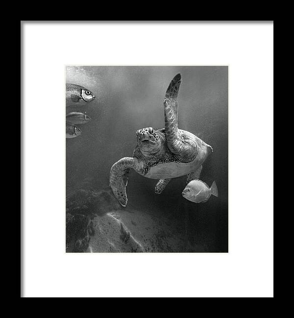 Disk1215 Framed Print featuring the photograph Green Sea Turtle Malaysia by Tim Fitzharris