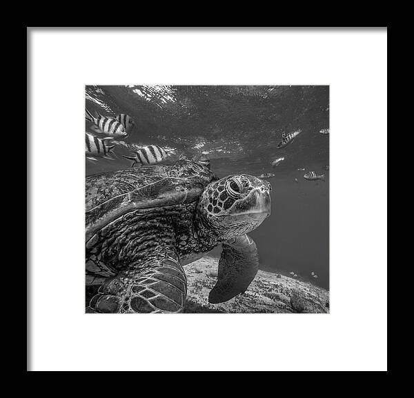 Disk1215 Framed Print featuring the photograph Green Sea Turtle Philippines by Tim Fitzharris