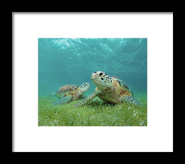 Underwater Framed Print featuring the photograph Green Sea Turtles by M Swiet Productions