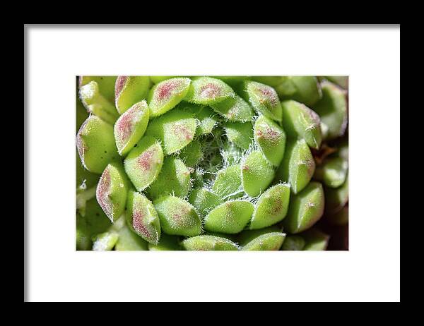 Green Sempervivum Hairs Framed Print featuring the photograph Green Sempervivum Top Down Close Up by Scott Lyons