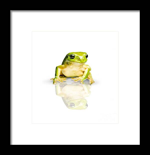 Frog Framed Print featuring the photograph Green Tree Frog by Jorgo Photography