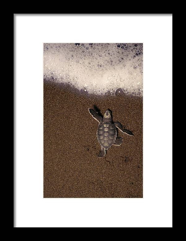 Animal Themes Framed Print featuring the photograph Green Turtle Chelonia Mydas Hatchling by Kevin Schafer