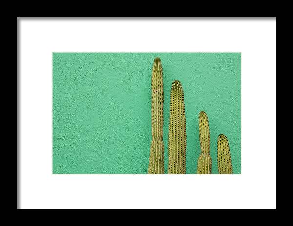 Tranquility Framed Print featuring the photograph Green Wall And Cactus by Joanna Mccarthy