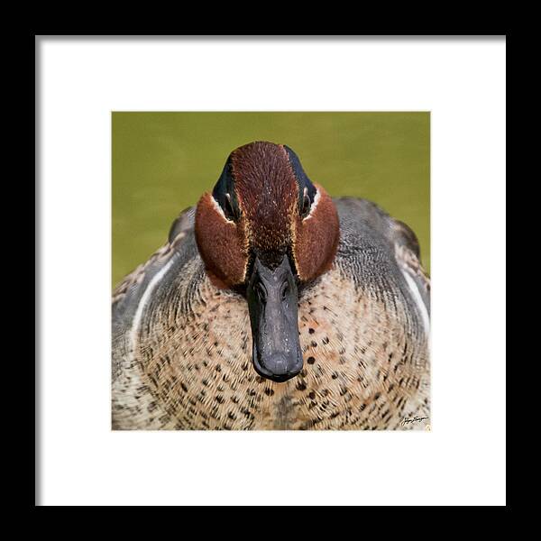 Green-winged Teal Framed Print featuring the photograph Green-winged Teal Portrait by Jurgen Lorenzen
