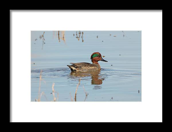 Loree Johnson Photography Framed Print featuring the photograph Green Winged Teal Swimming by Loree Johnson