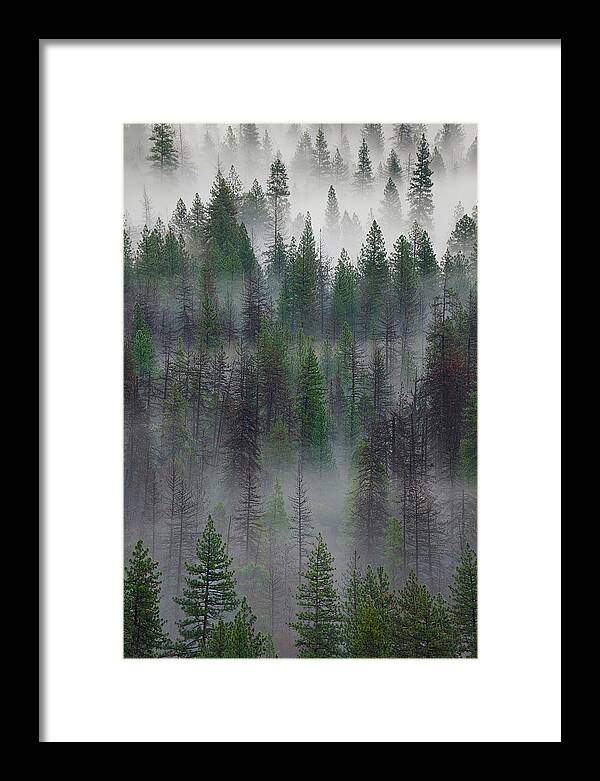 Forest Framed Print featuring the photograph Green Yosemite by Jon Glaser