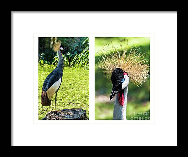Gulf Framed Print featuring the photograph Grey Crowned Crane Gulf Shores Al Collage 8 Diptych by Ricardos Creations