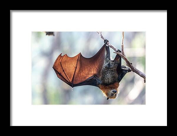 Animal Framed Print featuring the photograph Grey-headed Flying-fox Hanging From Tree And Spreading Wing by Doug Gimesy / Naturepl.com