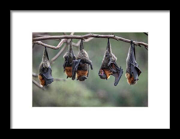 Animal Framed Print featuring the photograph Grey-headed Flying-foxes At A Colony Hang Together On A by Doug Gimesy / Naturepl.com