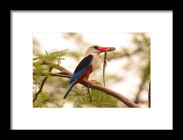 Birds Framed Print featuring the photograph Grey-headed Kingfisher by Ismael Galvn