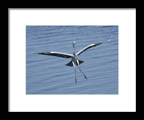 Heron Framed Print featuring the photograph Grey Heron in for a Landing by Ben Foster