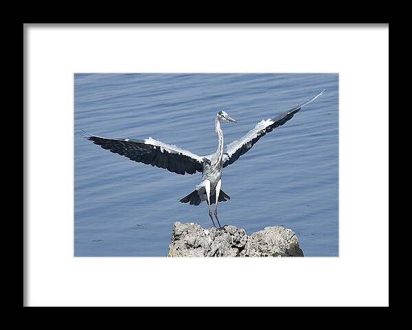Heron Framed Print featuring the photograph Grey Heron Landing by Ben Foster
