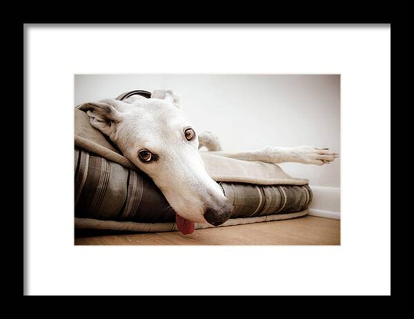 Pets Framed Print featuring the photograph Greyhound Resting by © Rachel Hogue