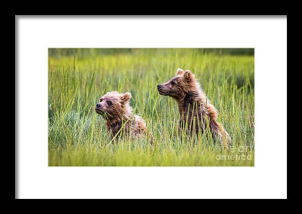 Grizzly Framed Print featuring the photograph Grizzly cubs by Lyl Dil Creations