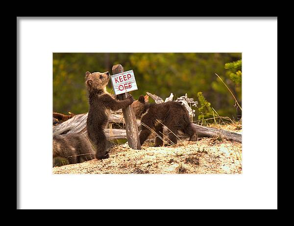 Grizly Bear Framed Print featuring the photograph Grizzly Cubs At Roaring Mountains by Adam Jewell