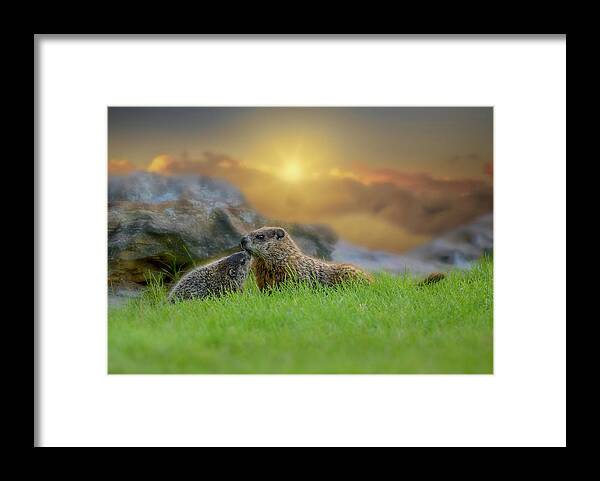 Animal Framed Print featuring the photograph Groundhog Morning by Bob Orsillo
