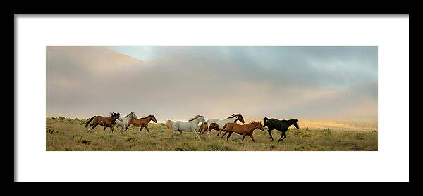 Dan_ballard_2016_-204 Framed Print featuring the photograph Group Of Horses by Dan Ballard