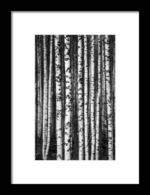 Trees Framed Print featuring the photograph Growing European Birch Betula Tree by Rjh_bw