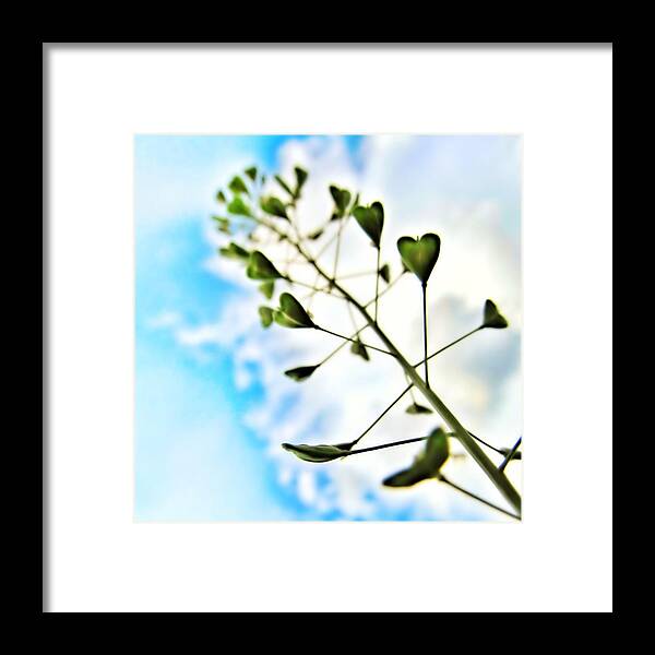Love Framed Print featuring the photograph Growing Love by Marianna Mills