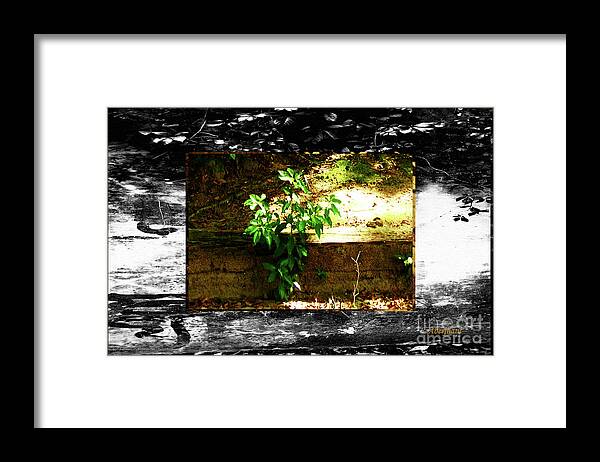 Adaptation Framed Print featuring the photograph Growing Where Life Puts Us by Aberjhani