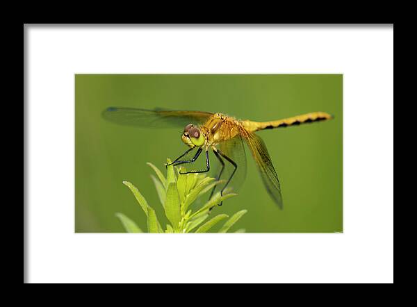 Dragonfly Framed Print featuring the photograph Gs36_7505_1136 by Gordon Semmens