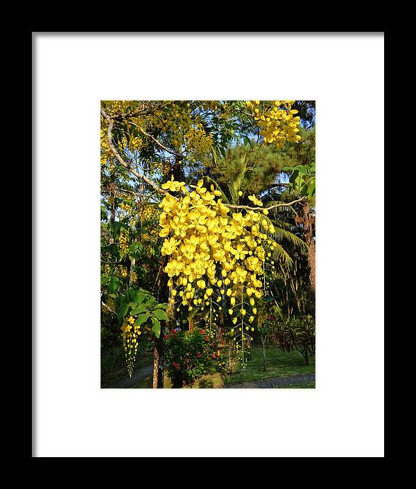 Fine Art Framed Print featuring the photograph Guatemalan Blossoms by Amelia Racca