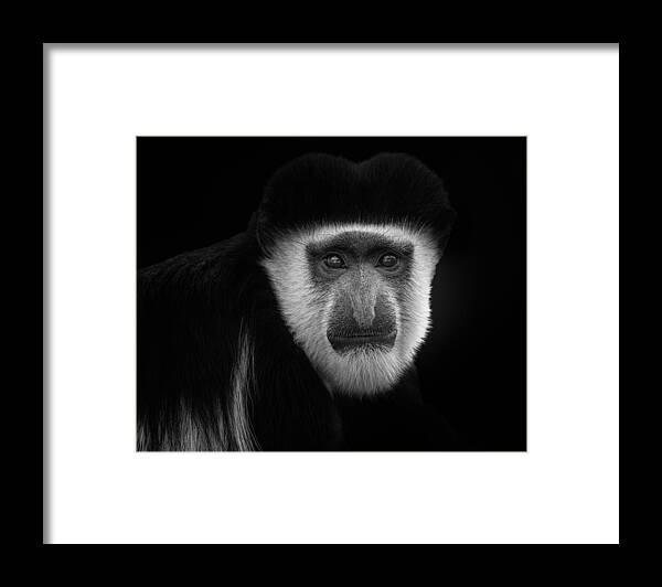 Ape Framed Print featuring the photograph Guereza by Kamera