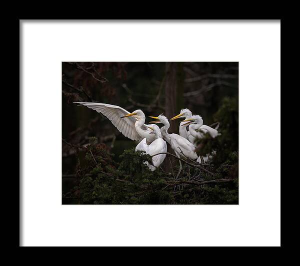 Egret Framed Print featuring the photograph Guide by Mei Hu