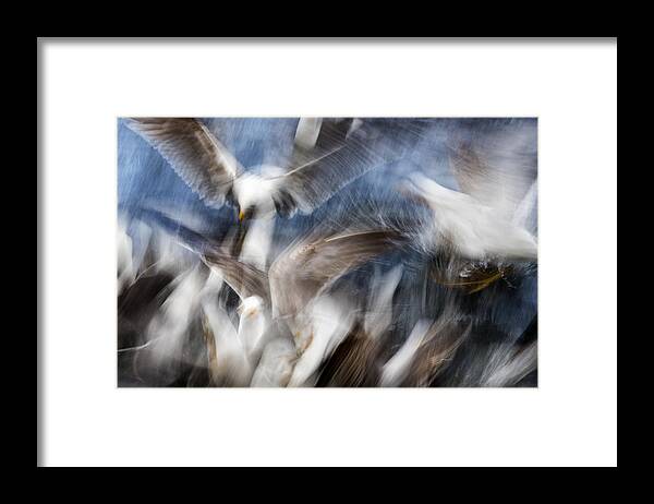 Nature Framed Print featuring the photograph Gull Feeding Frenzy by Cameron Scott
