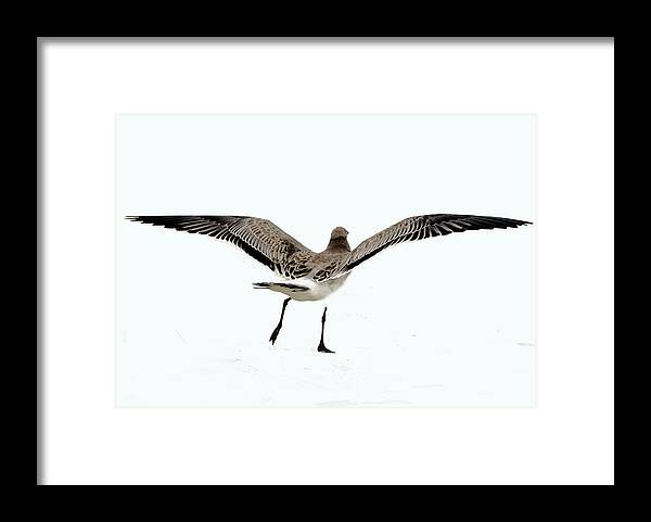 Seagull Framed Print featuring the mixed media Gull IIi by Karen Williams