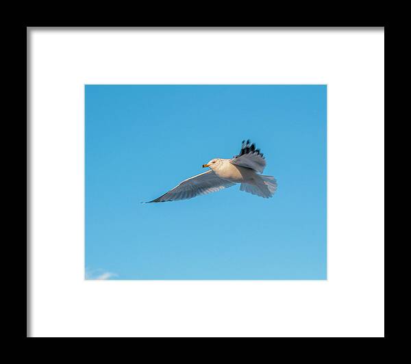 Shore Bird Framed Print featuring the photograph Gull In Flight 1 by Cathy Kovarik
