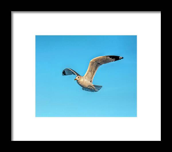 Seagull Framed Print featuring the photograph Gull In Flight 2 by Cathy Kovarik