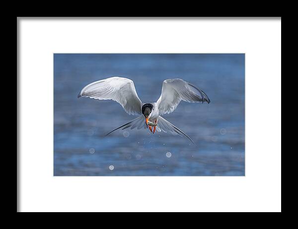 Gull Framed Print featuring the photograph Gull by Johnson Huang