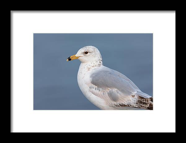 Photography Framed Print featuring the photograph Gull Portrait 2 by Alma Danison