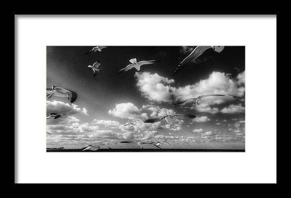 Photography Framed Print featuring the photograph Gulls by Jeffrey PERKINS