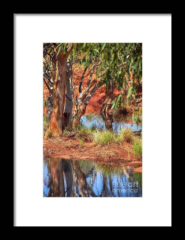 Gum Tree Reflection Framed Print featuring the photograph Gum Tree Reflection by Douglas Barnard