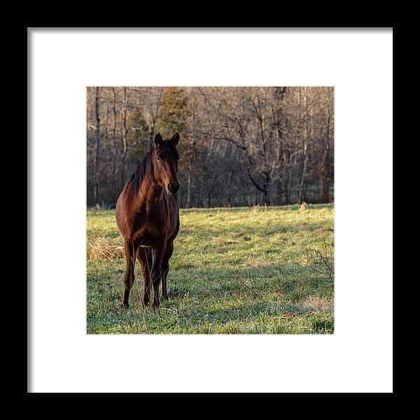 Wild Horse Framed Print featuring the photograph Gypsy by Holly Ross