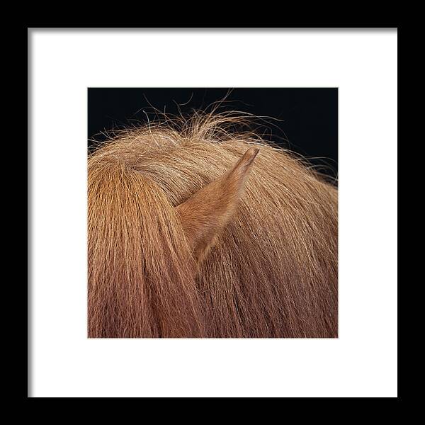 Horse Framed Print featuring the photograph Hair And Ear Of Horse by Arctic-images