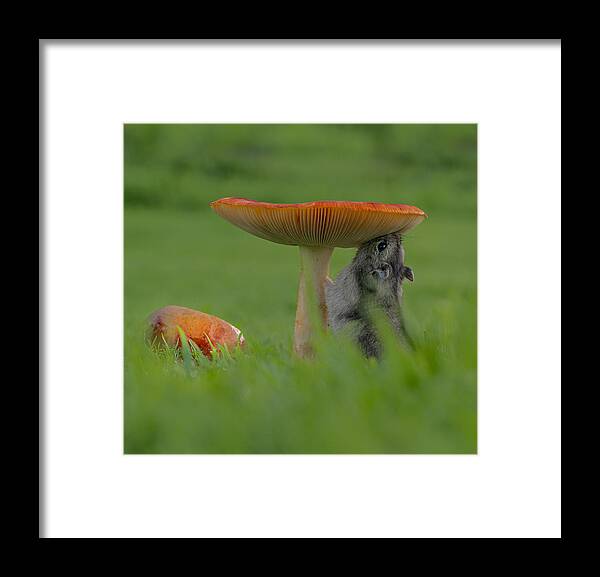 Animal Framed Print featuring the photograph Hamster Ruso by Isarpl