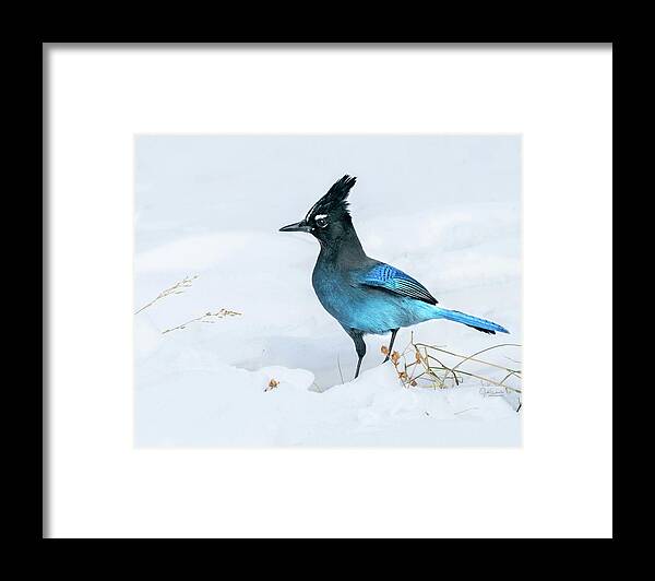 Steller's Framed Print featuring the photograph Handsome Steller's Jay in Snow by Judi Dressler