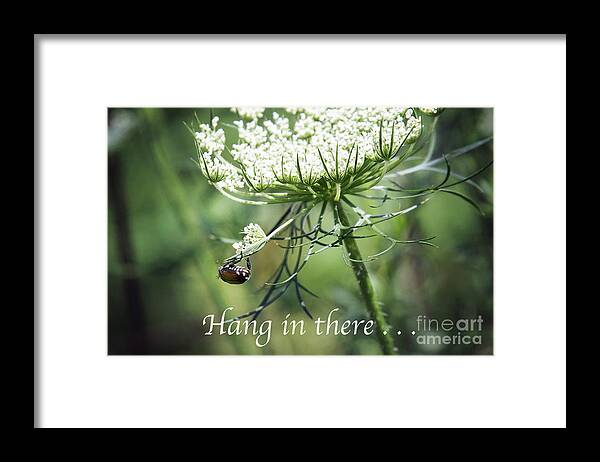 Flower Framed Print featuring the photograph Hang In There by Sharon McConnell
