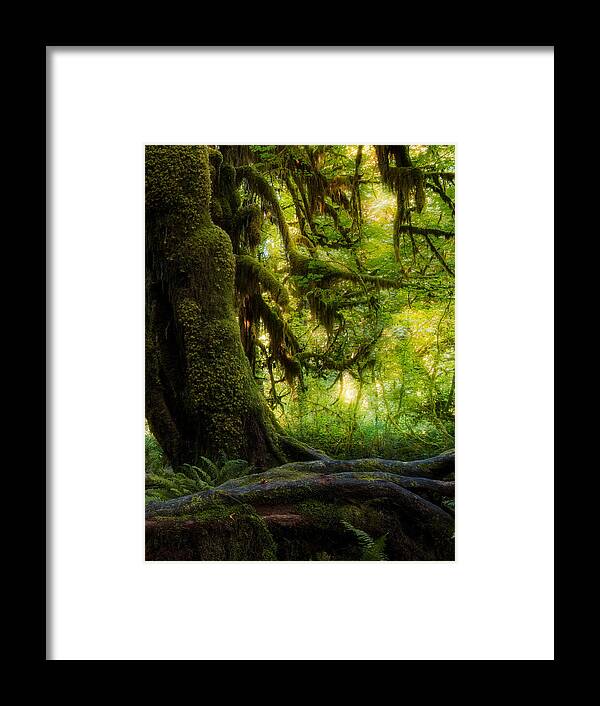 Moss Framed Print featuring the photograph Hanging Moss by Ken Liang