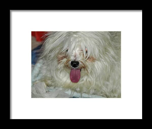 White Framed Print featuring the photograph Happy Dog by C Winslow Shafer