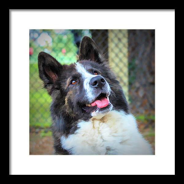 Art Framed Print featuring the digital art Happy Dog Painted Portrait by Rick Deacon