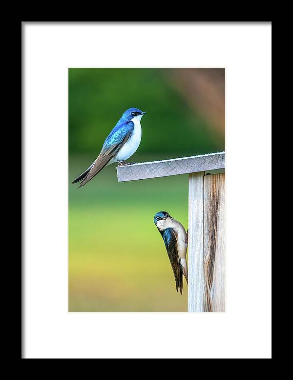 Swallow Framed Print featuring the photograph Happy Home by Brad Bellisle