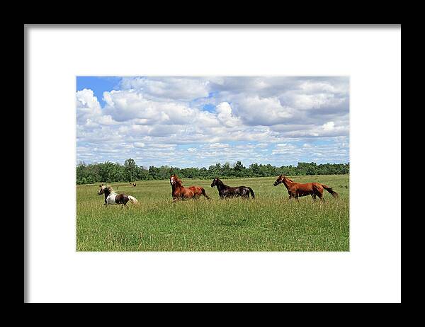 Horse Framed Print featuring the photograph Happy Horses by Corrie White Photography