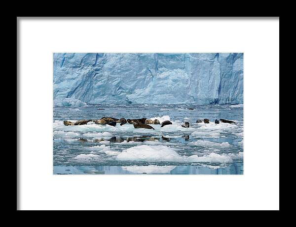 00640555 Framed Print featuring the photograph Harbor Seals On Ice Floes by Hiroya Minakuchi